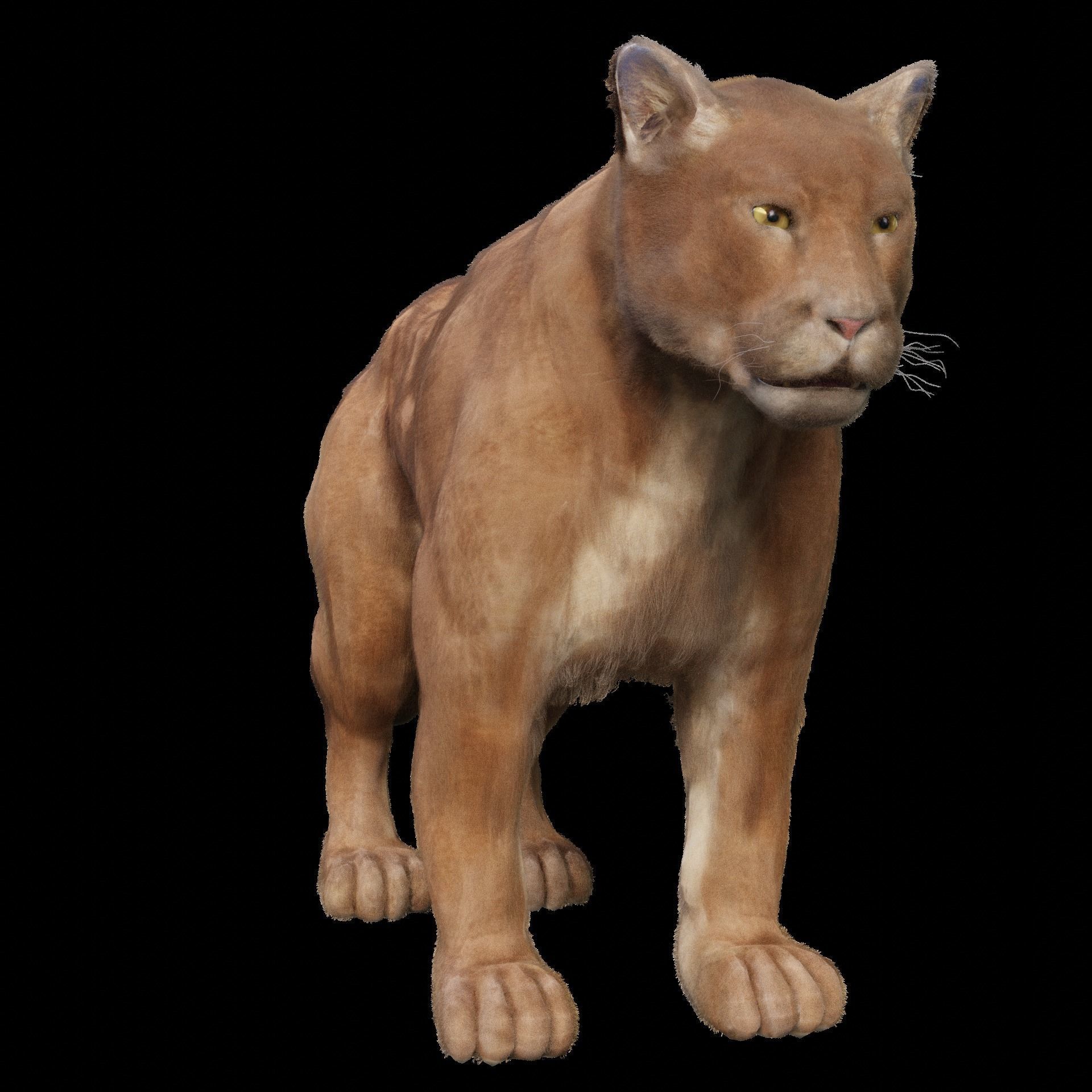 Puma - Cougar with fur 3D model_6