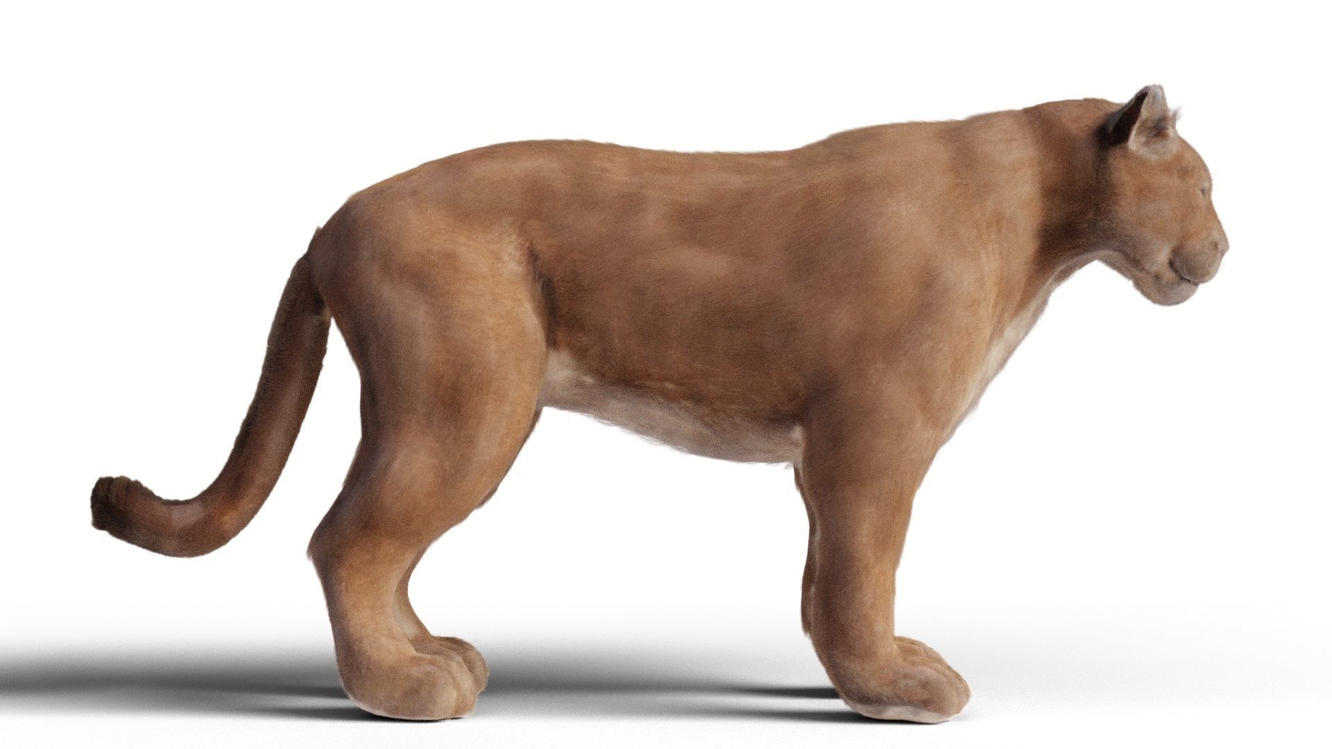 Puma - Cougar with fur 3D model_4