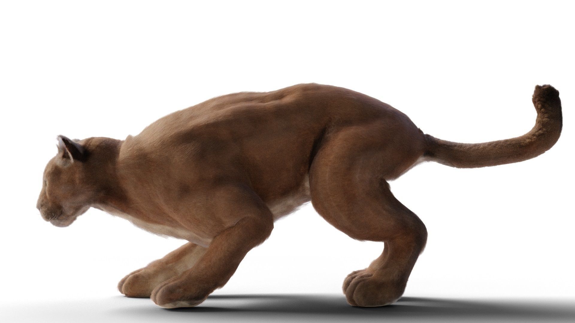 Puma - Cougar with fur 3D model_3