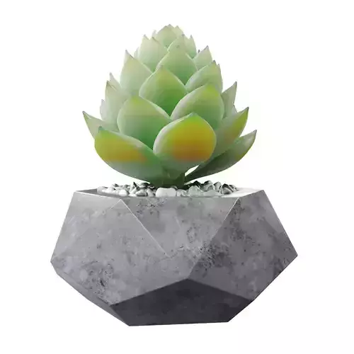 Succulent plant 1