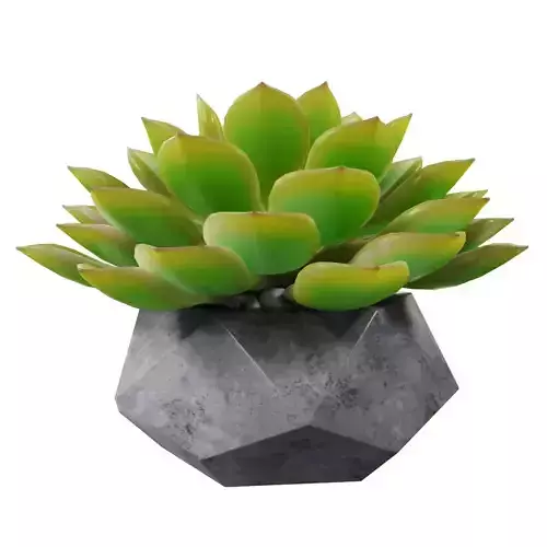 Succulent plant 3