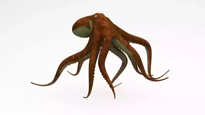 Octopus 3D model
