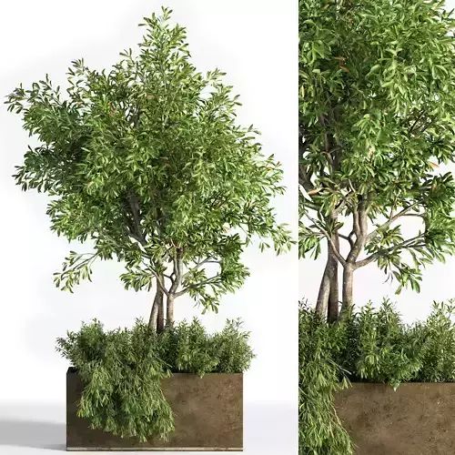 Outdoor Plants tree 13