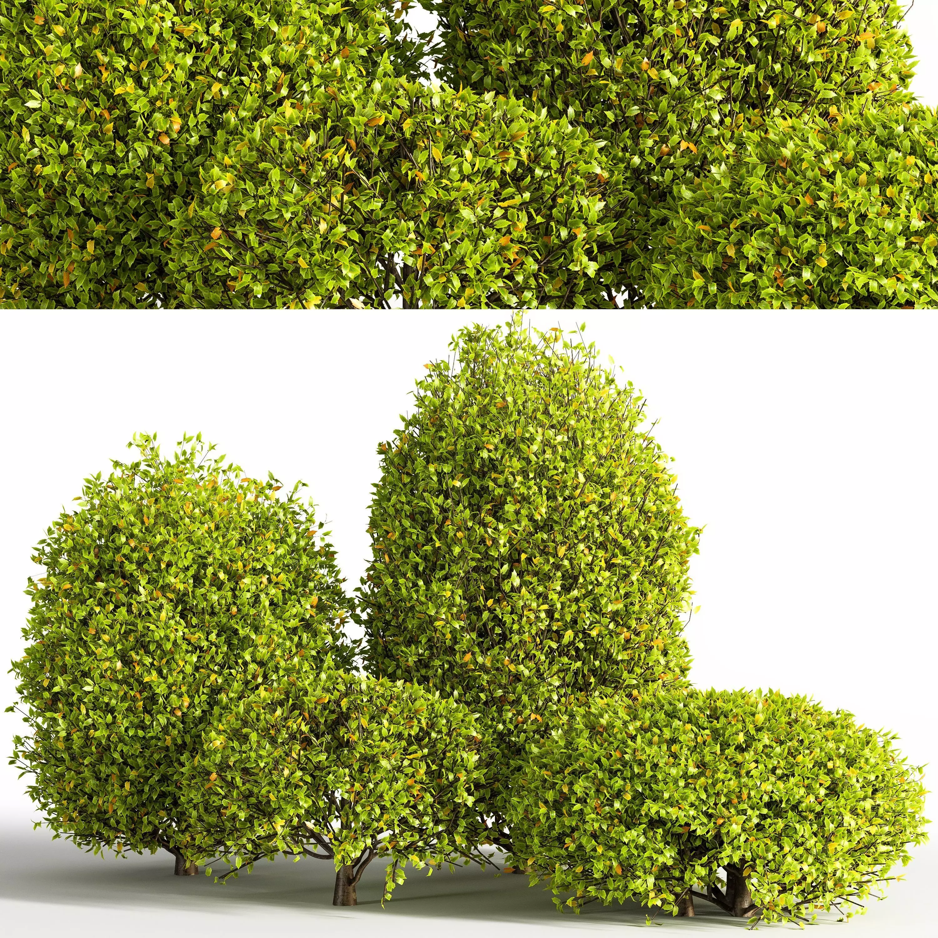 push05 shrubs - shrubs 3D model_0