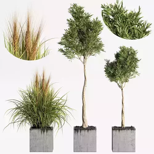 Outdoor Plants tree 18 olive and wheat 