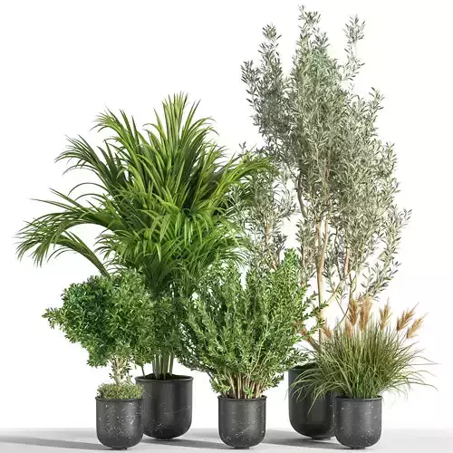 Indoor Plant Set 29