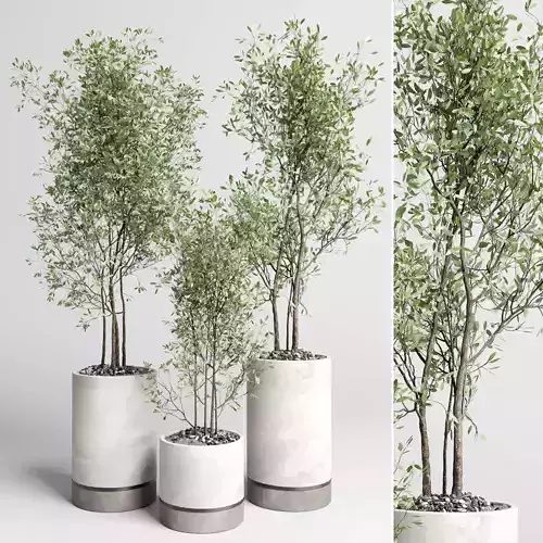 Indoor plant set 357 concrete vase plant tree shrub