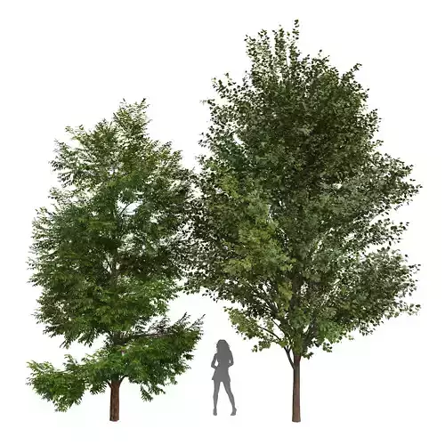 Black Locust Blossom Tree Canadian Poplar001 3D model
