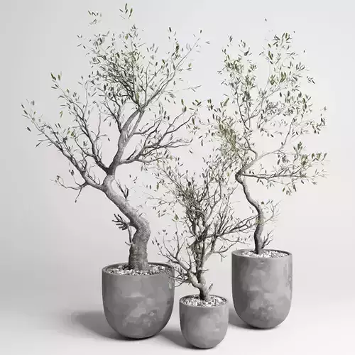 Indoor plant set 358 concrete vase plant old tree