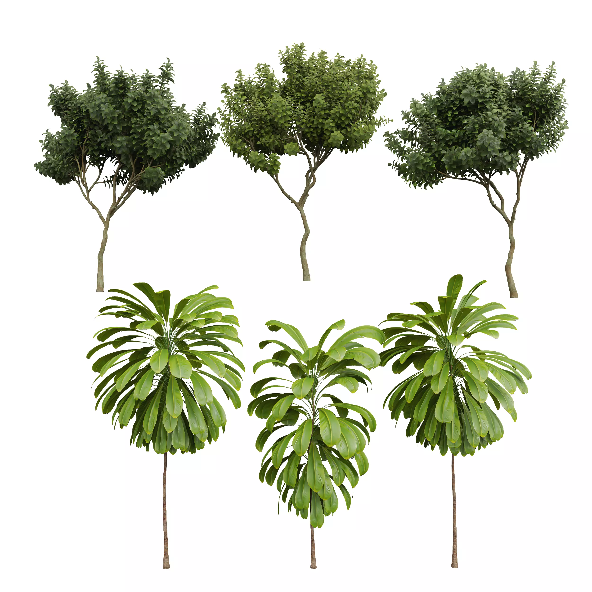 Broad Leaved Palm Joy Perfume Orange Michelia Champaca Tree Free 3D model