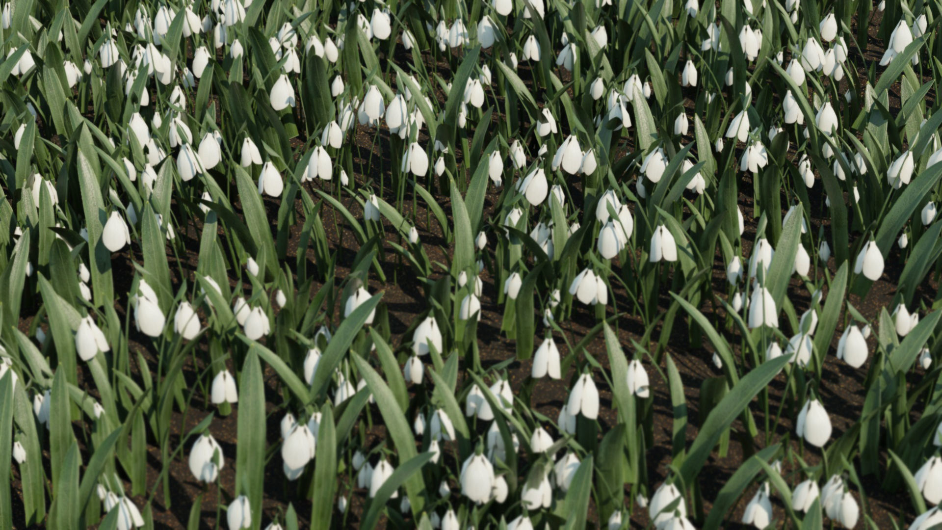 Snowdrop Spring Flower Galanthus Low-poly 3D model_7