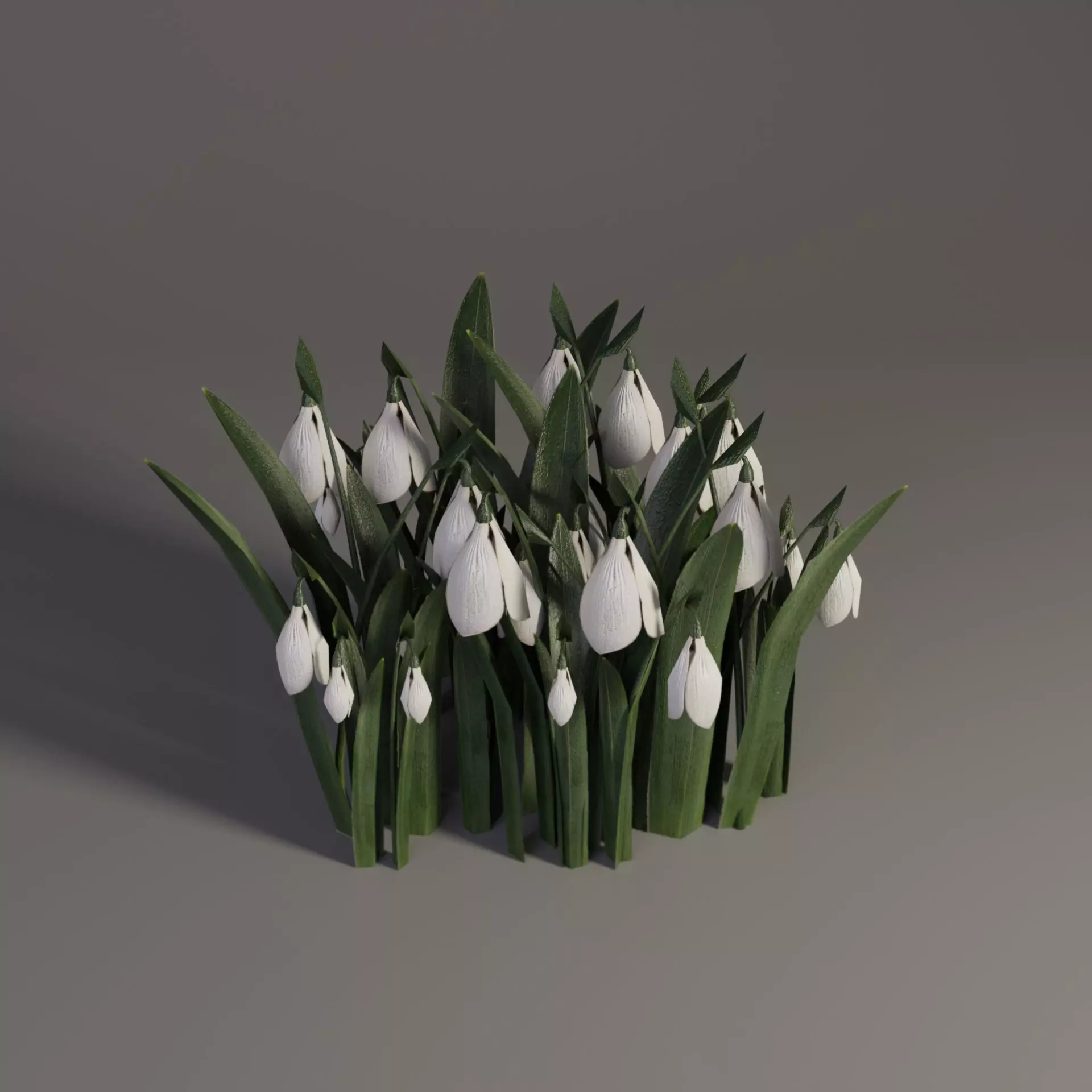 Snowdrop Spring Flower Galanthus Low-poly 3D model_0