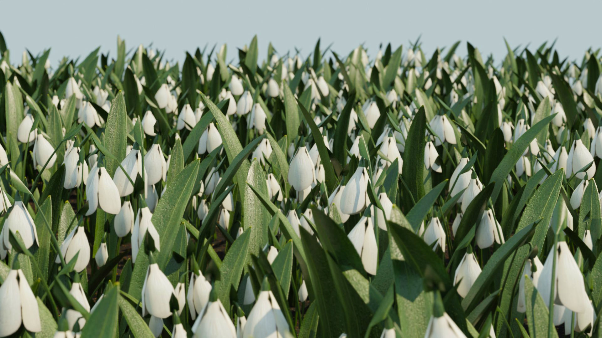 Snowdrop Spring Flower Galanthus Low-poly 3D model_6