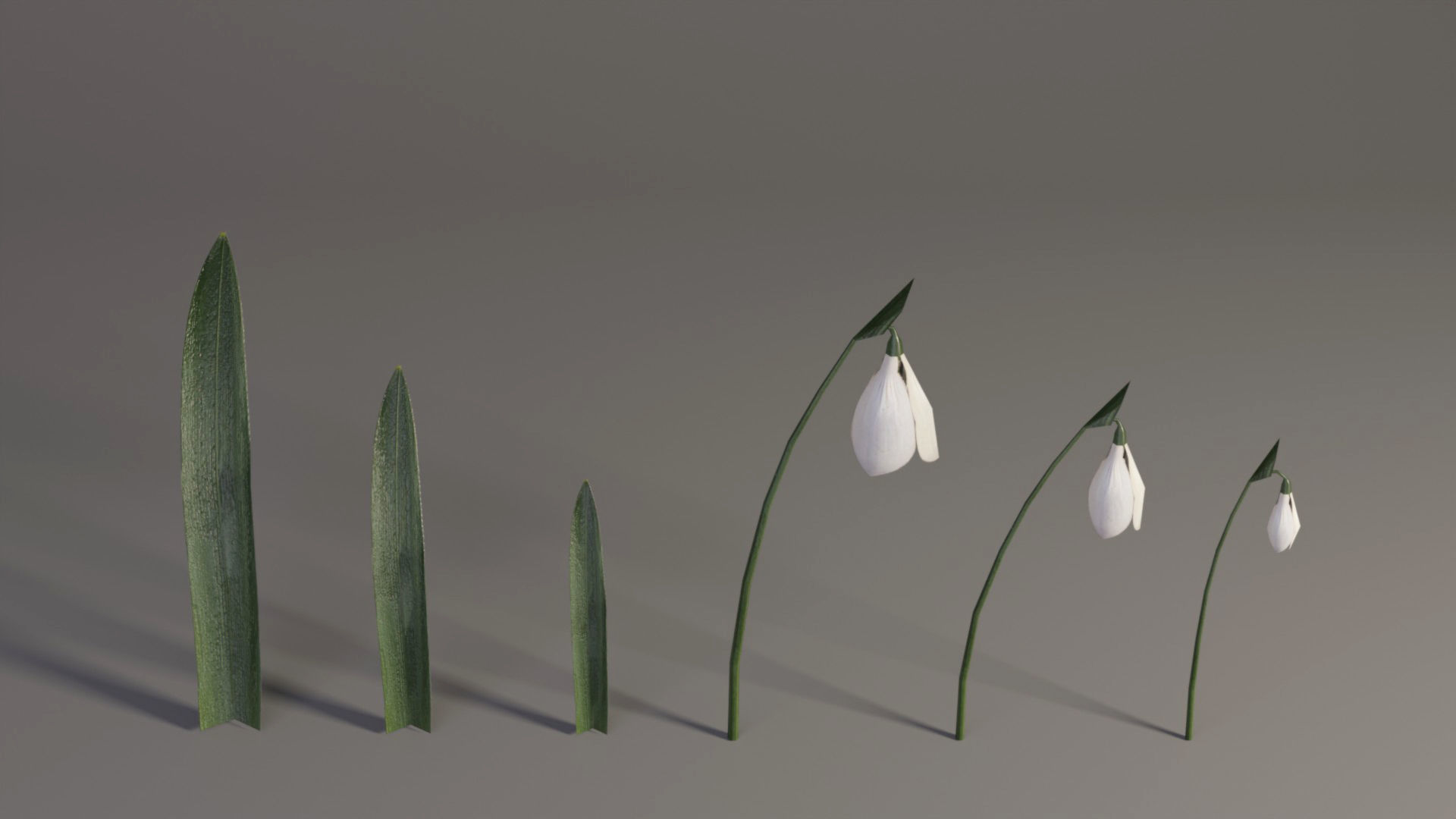 Snowdrop Spring Flower Galanthus Low-poly 3D model_8