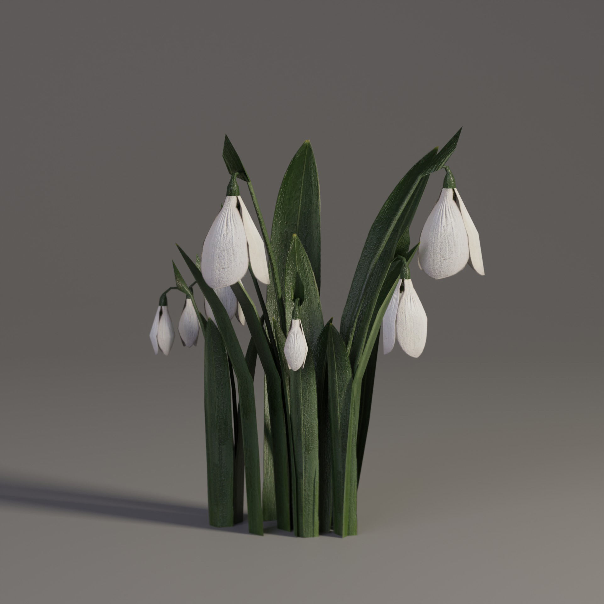 Snowdrop Spring Flower Galanthus Low-poly 3D model_3