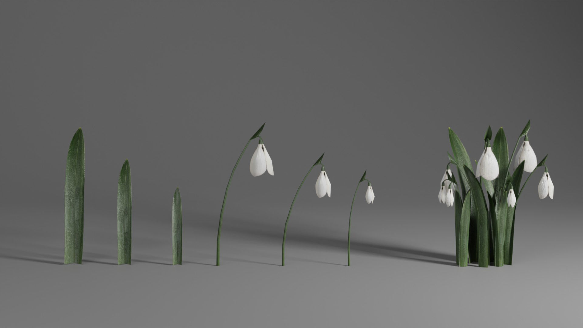 Snowdrop Spring Flower Galanthus Low-poly 3D model_1