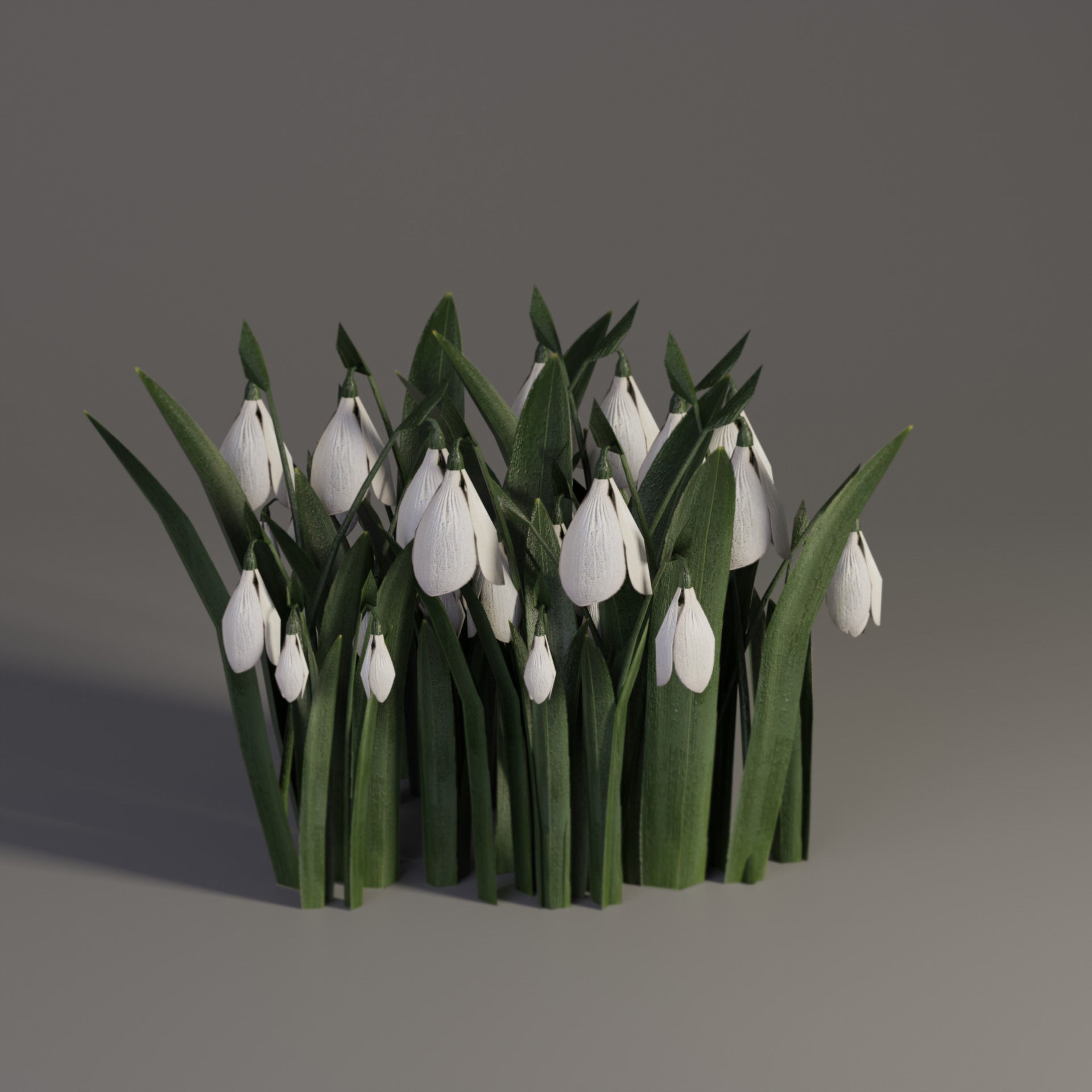 Snowdrop Spring Flower Galanthus Low-poly 3D model_4