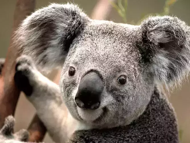 Trees koala wallpapers Free 3D model