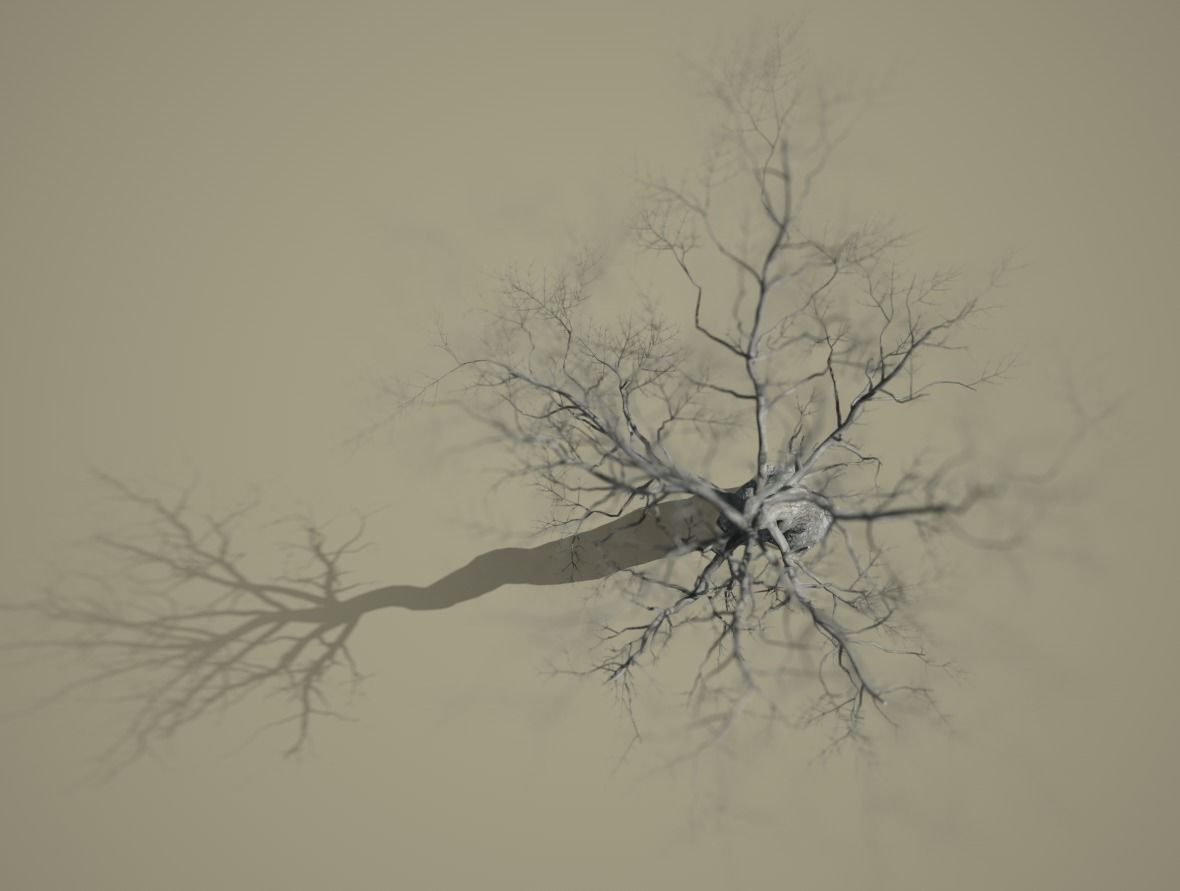 3D high quality trees in 3 mode season 3D model_3