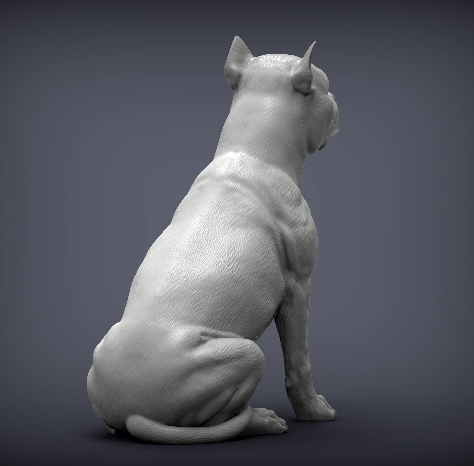 American Staffordshire Terrier 3D print model_5