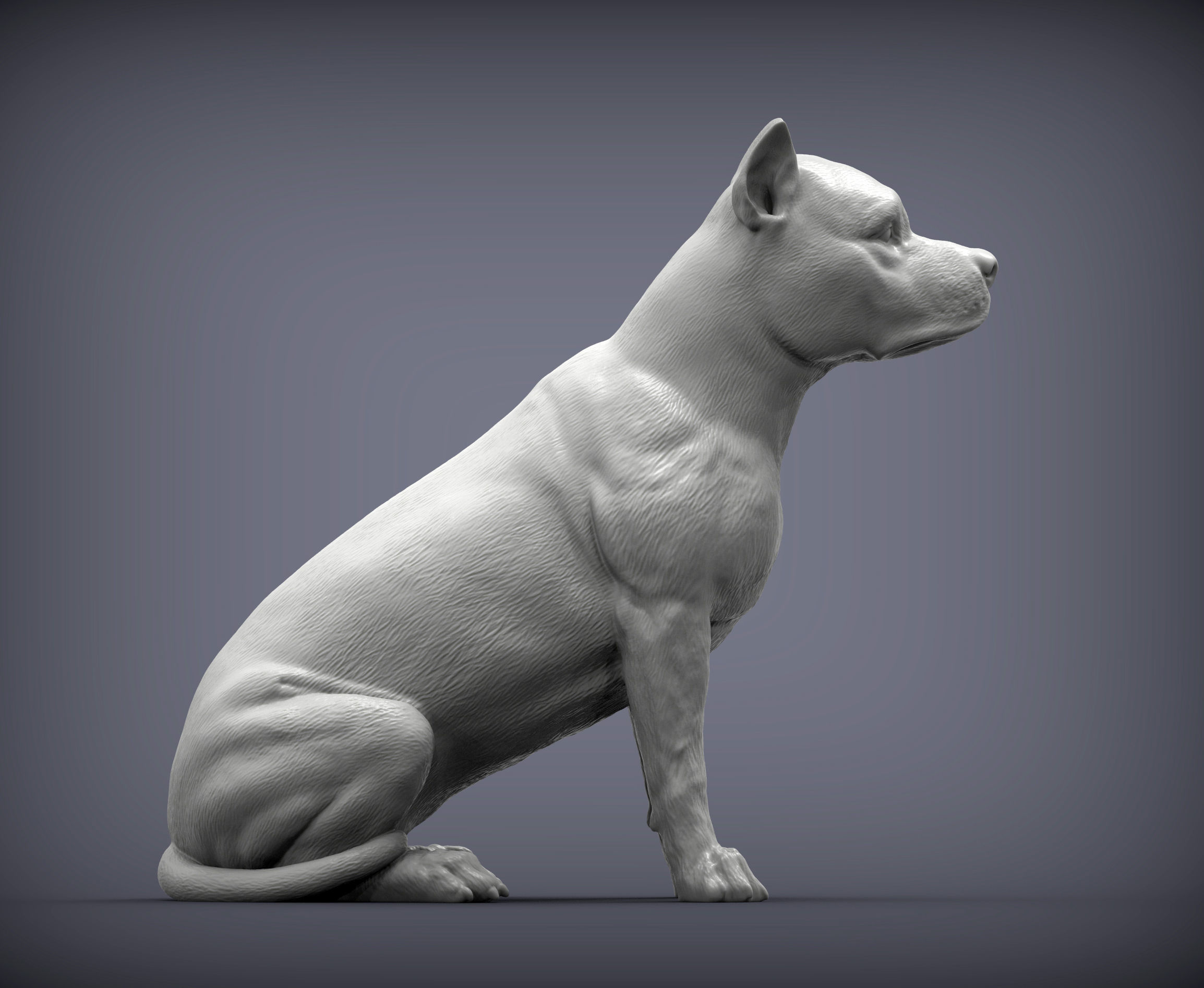 American Staffordshire Terrier 3D print model_4