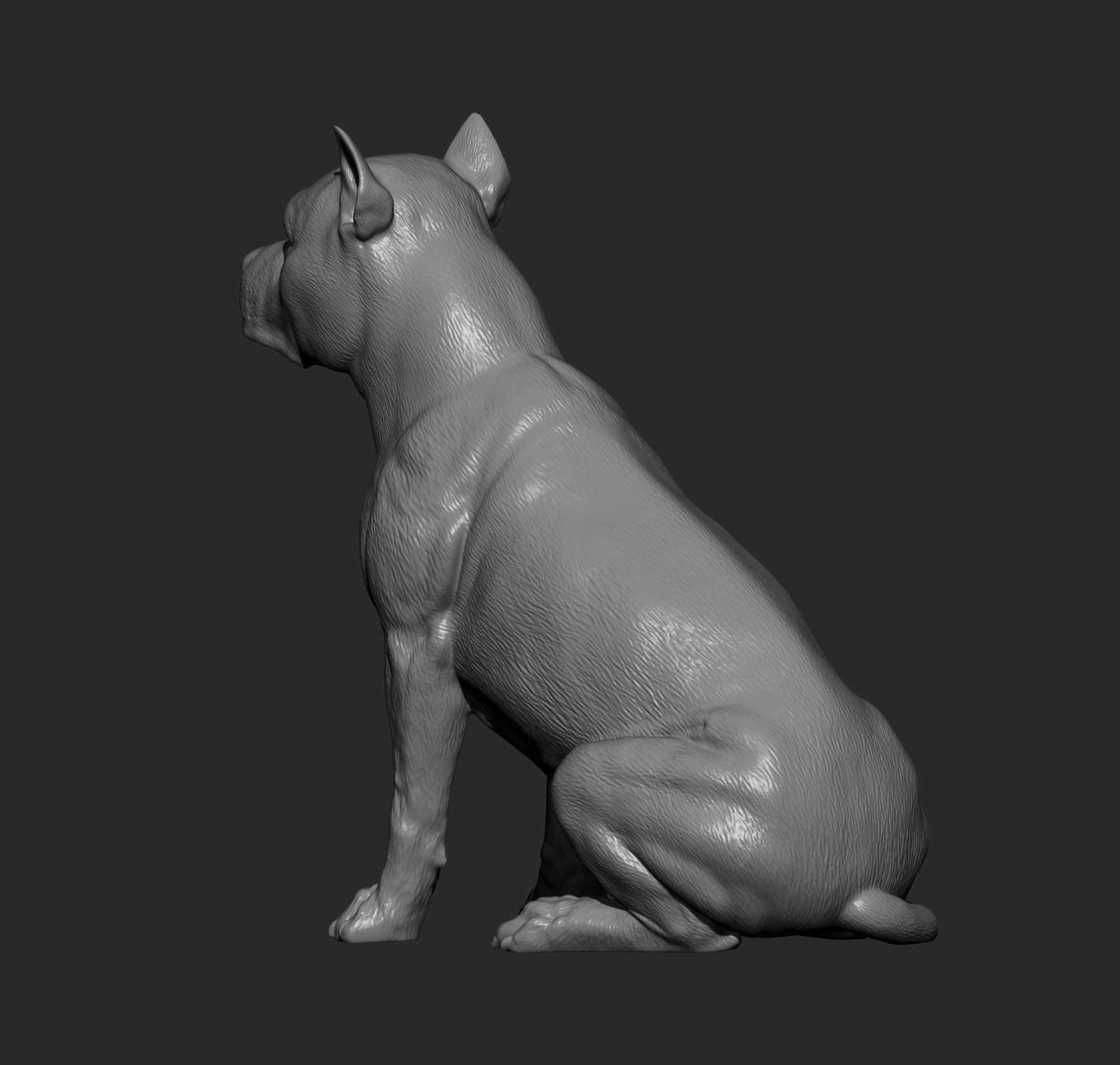American Staffordshire Terrier 3D print model_12