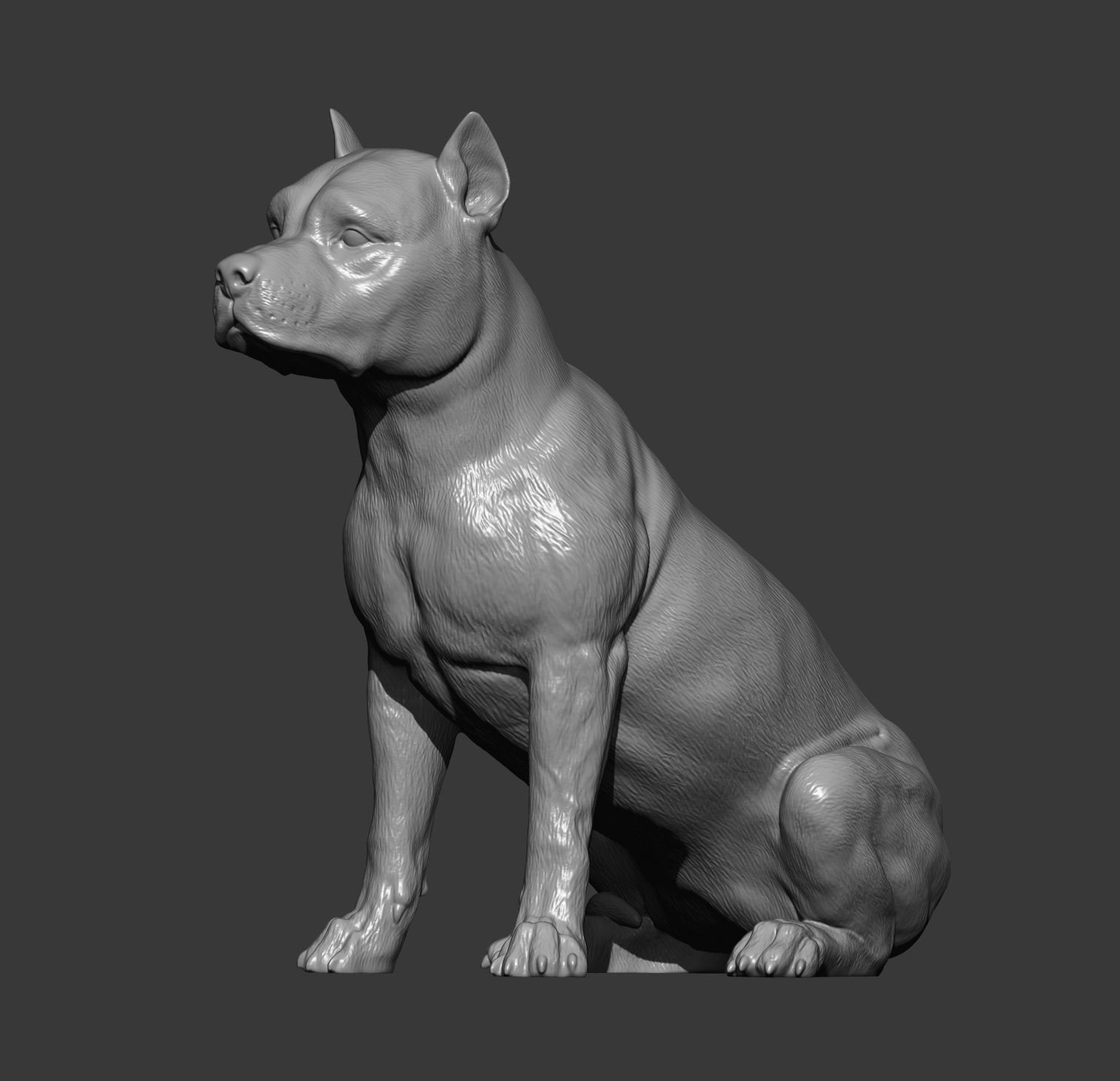 American Staffordshire Terrier 3D print model_14