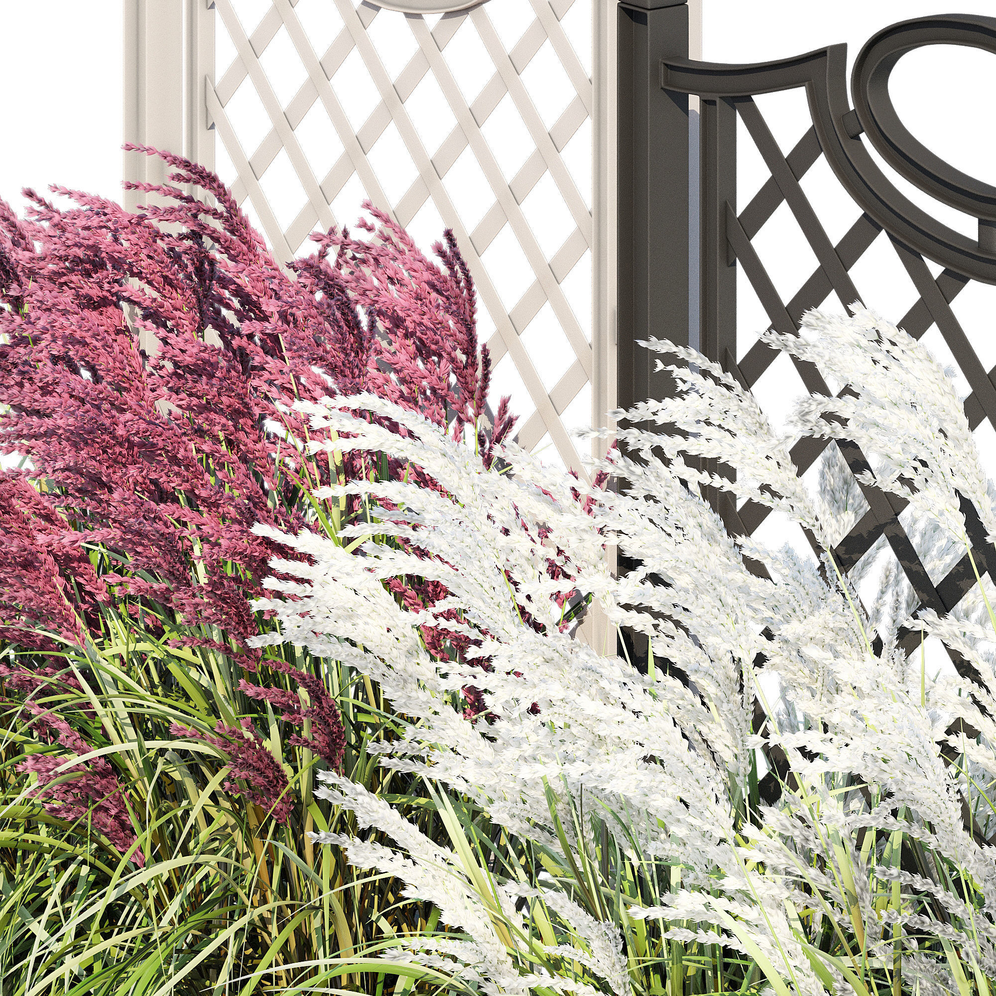 Bama with trellis 3D model_11