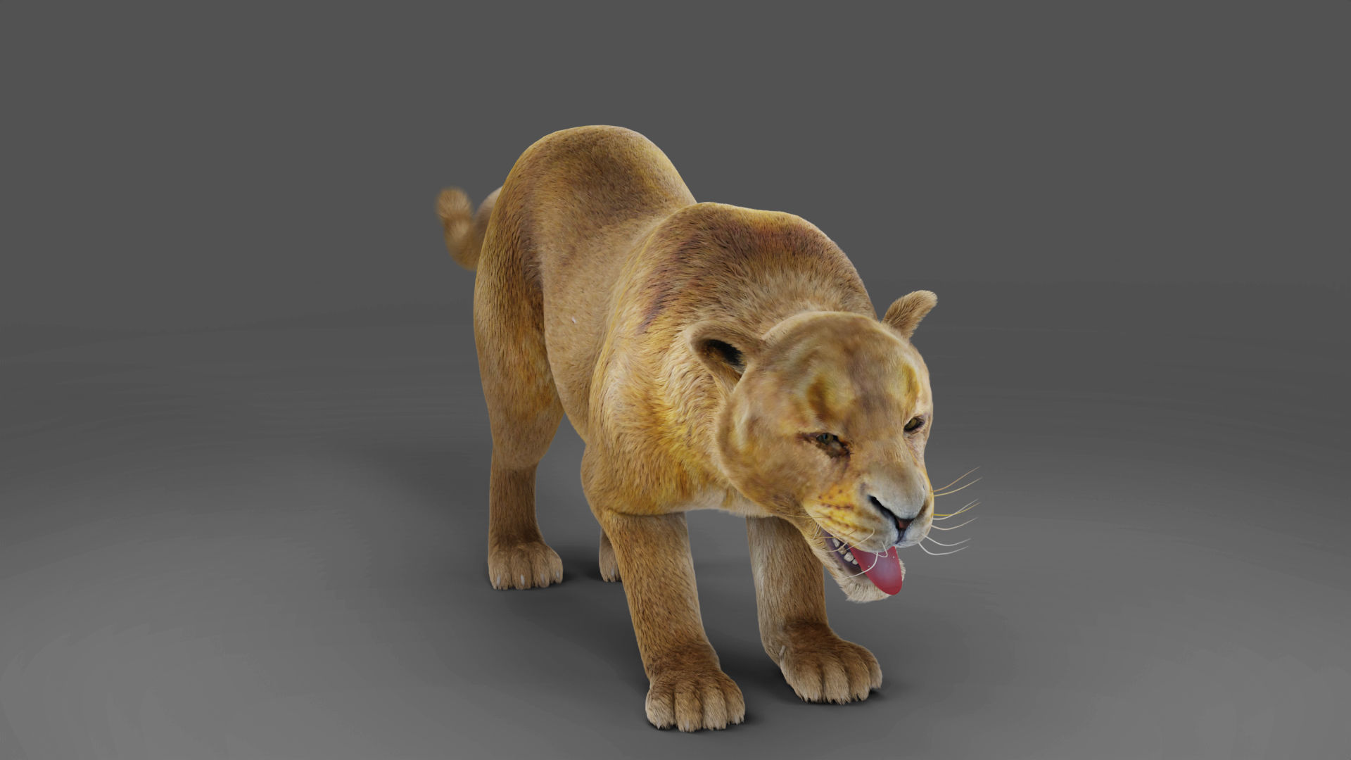 Fur Lioness V02 Rigged and Animation in Blender Low-poly 3D model_6