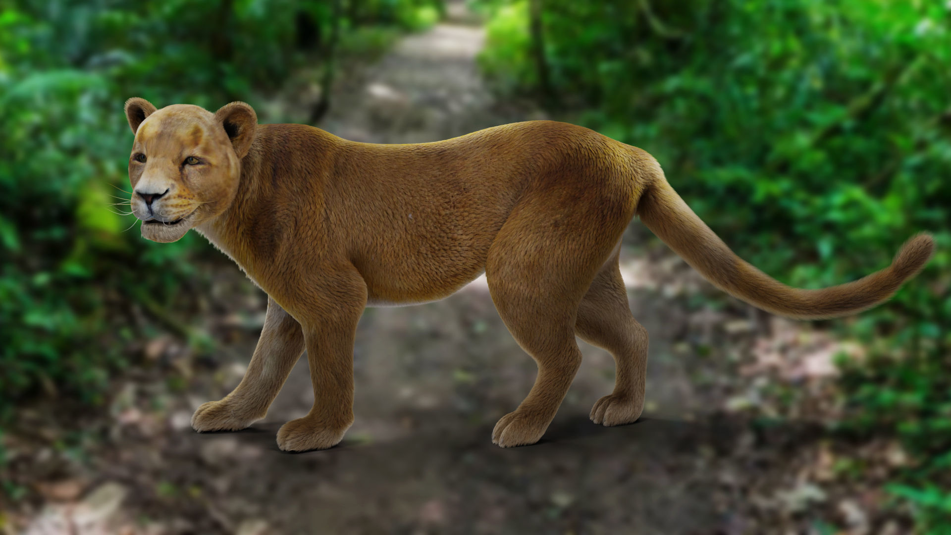 Fur Lioness V02 Rigged and Animation in Blender Low-poly 3D model_7