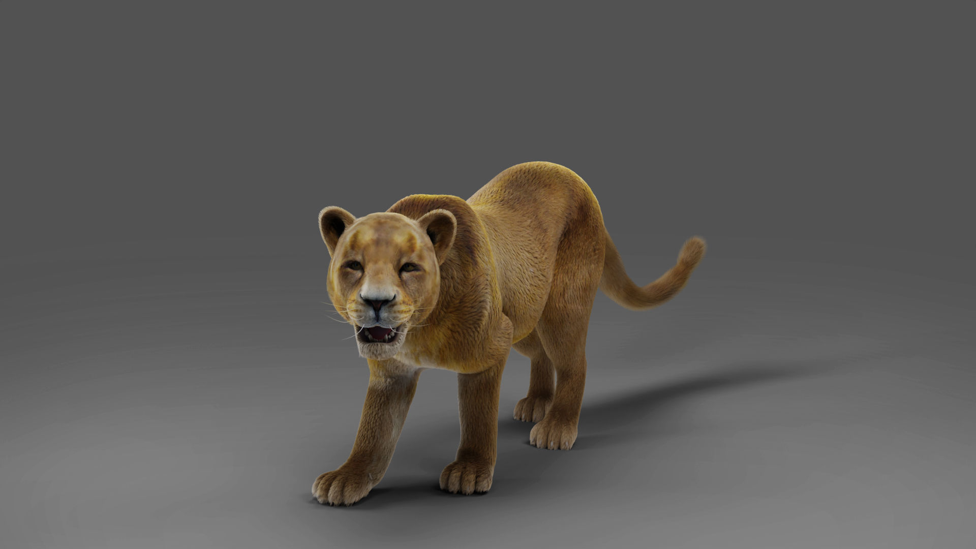 Fur Lioness V02 Rigged and Animation in Blender Low-poly 3D model_12