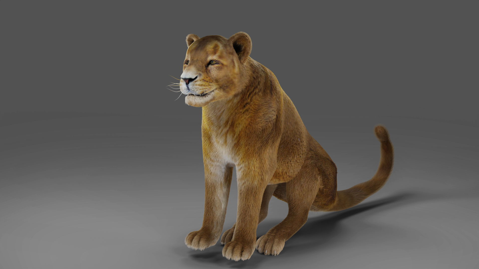 Fur Lioness V02 Rigged and Animation in Blender Low-poly 3D model_14