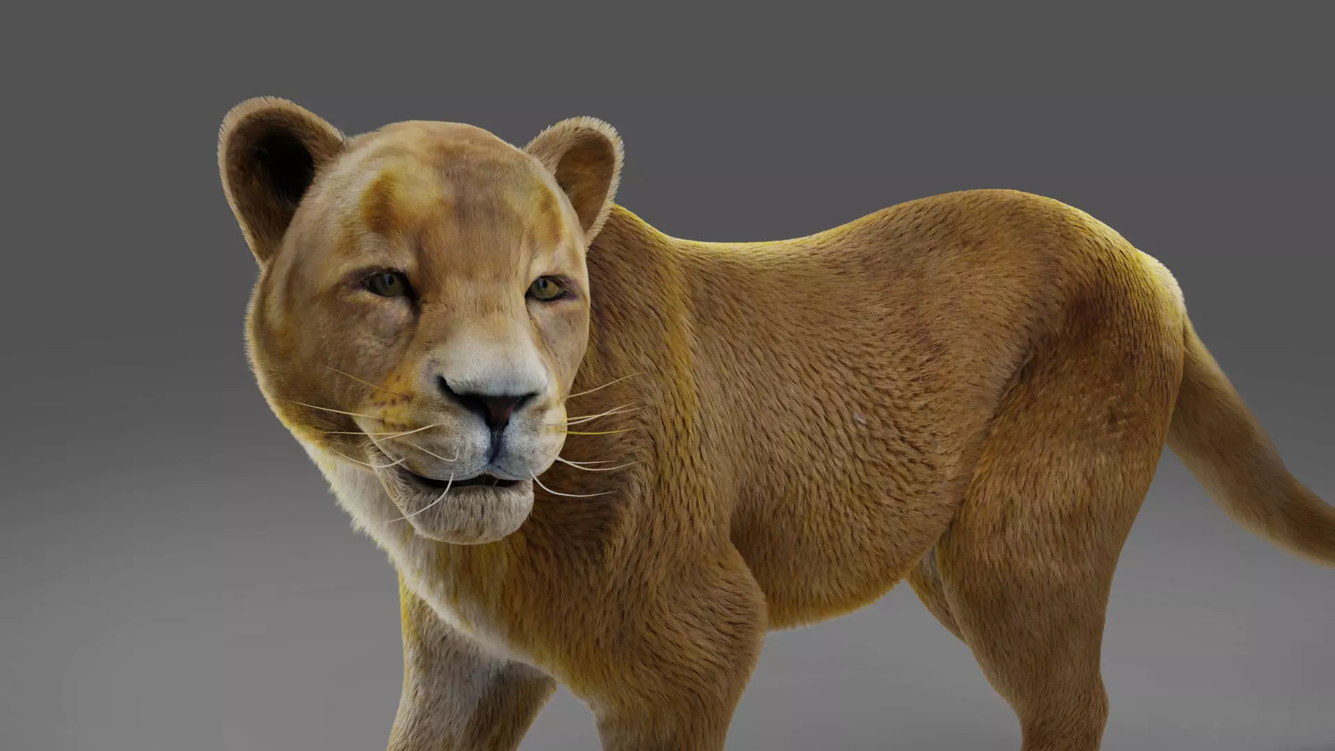 Fur Lioness V02 Rigged and Animation in Blender Low-poly 3D model_0