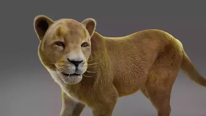 Fur Lioness V02 Rigged and Animation in Blender