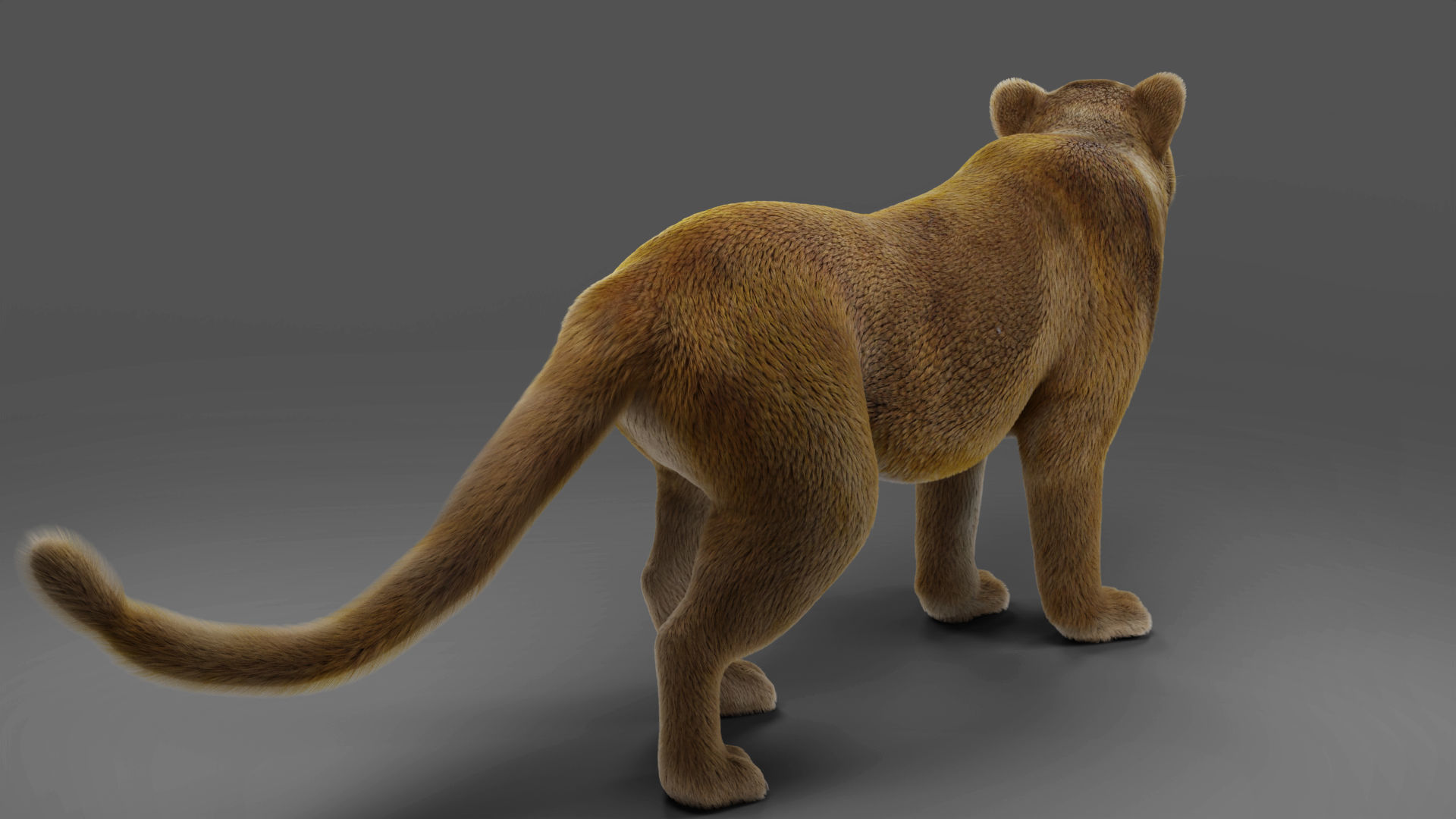 Fur Lioness V02 Rigged and Animation in Blender Low-poly 3D model_13