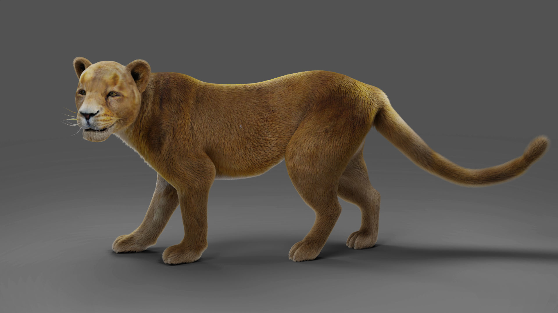 Fur Lioness V02 Rigged and Animation in Blender Low-poly 3D model_5