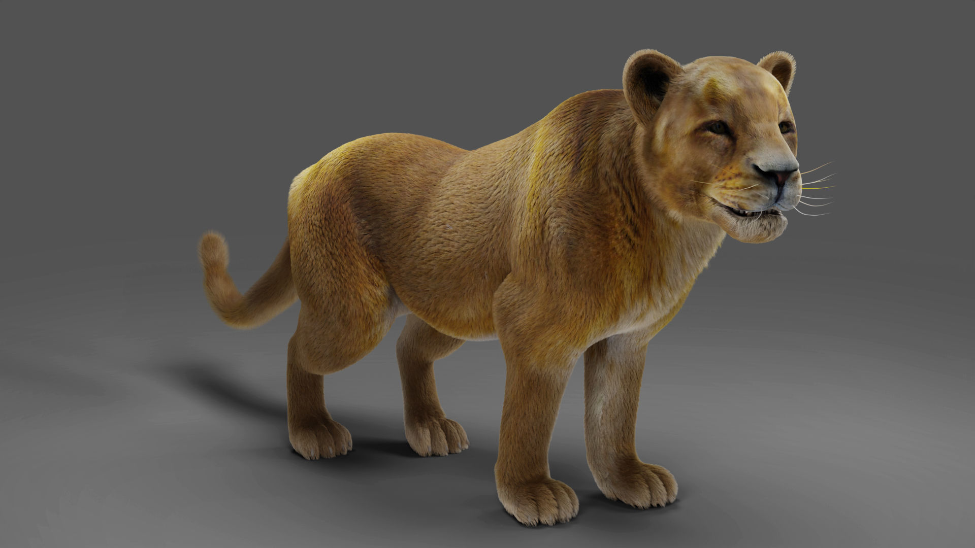 Fur Lioness V02 Rigged and Animation in Blender Low-poly 3D model_11