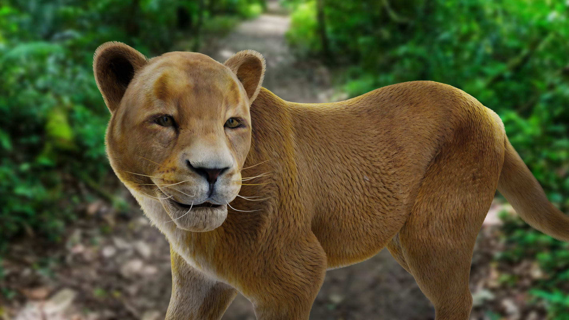 Fur Lioness V02 Rigged and Animation in Blender Low-poly 3D model_8