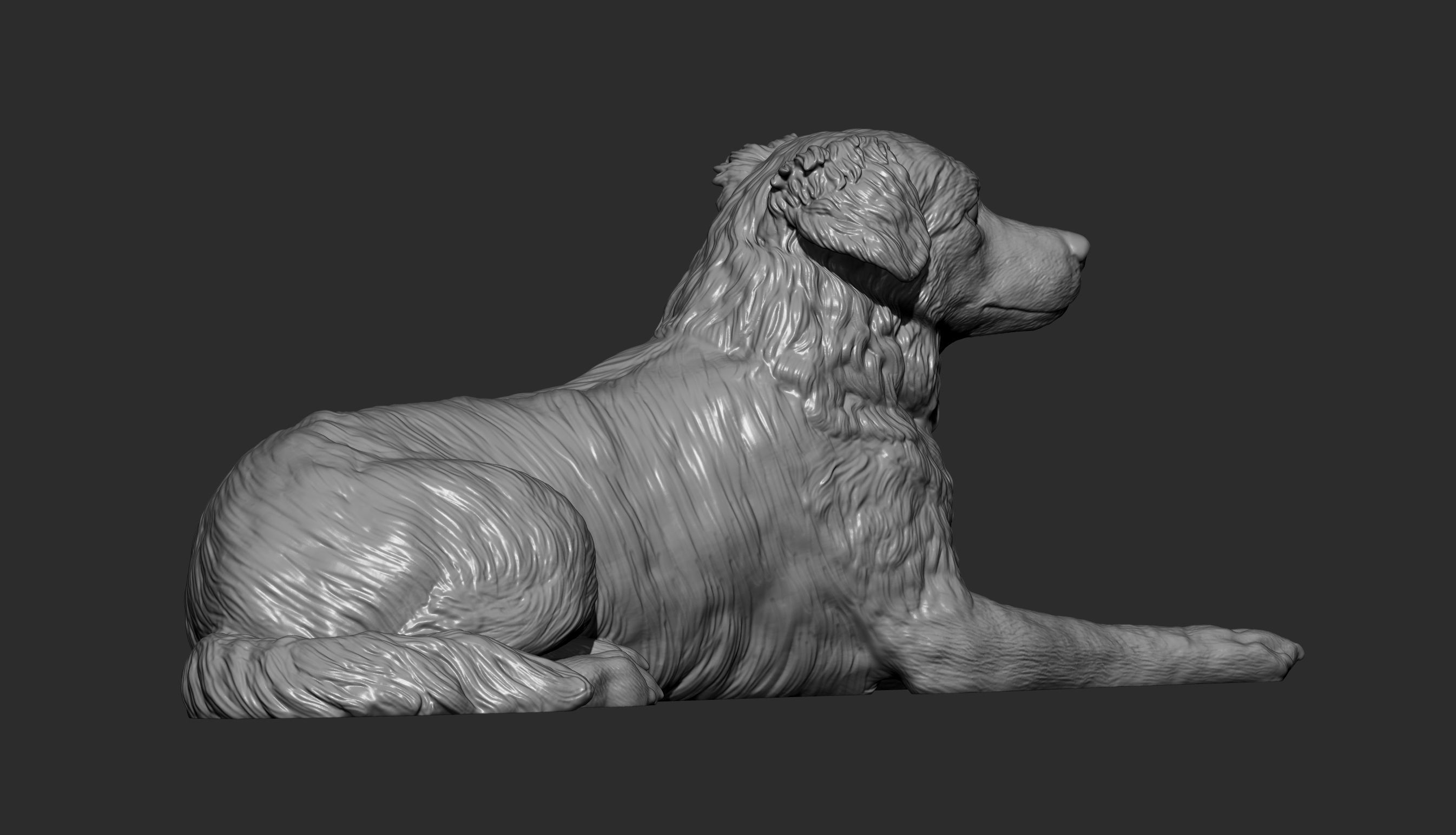 Australian shepherd 3D print model_12