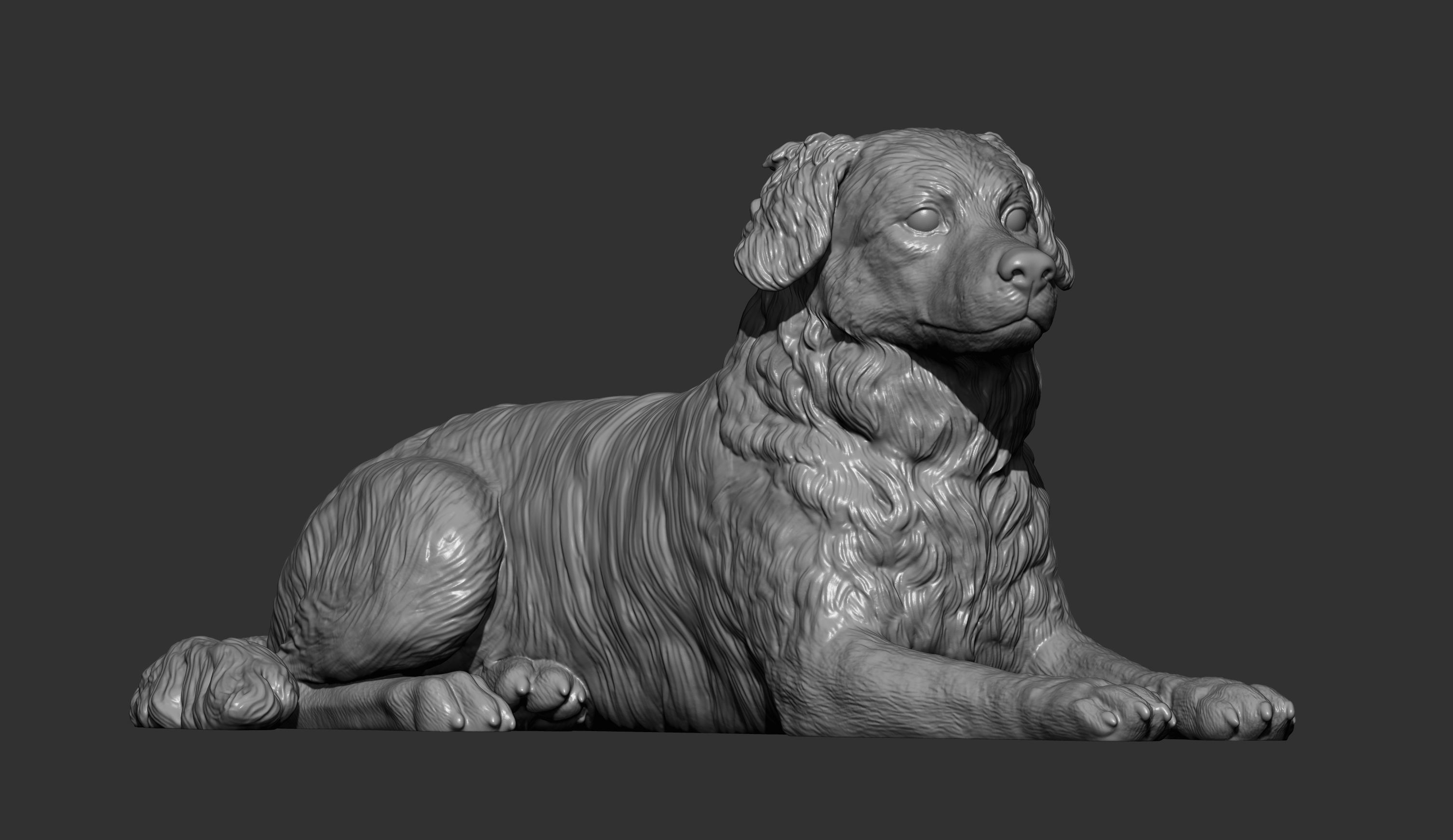 Australian shepherd 3D print model_8