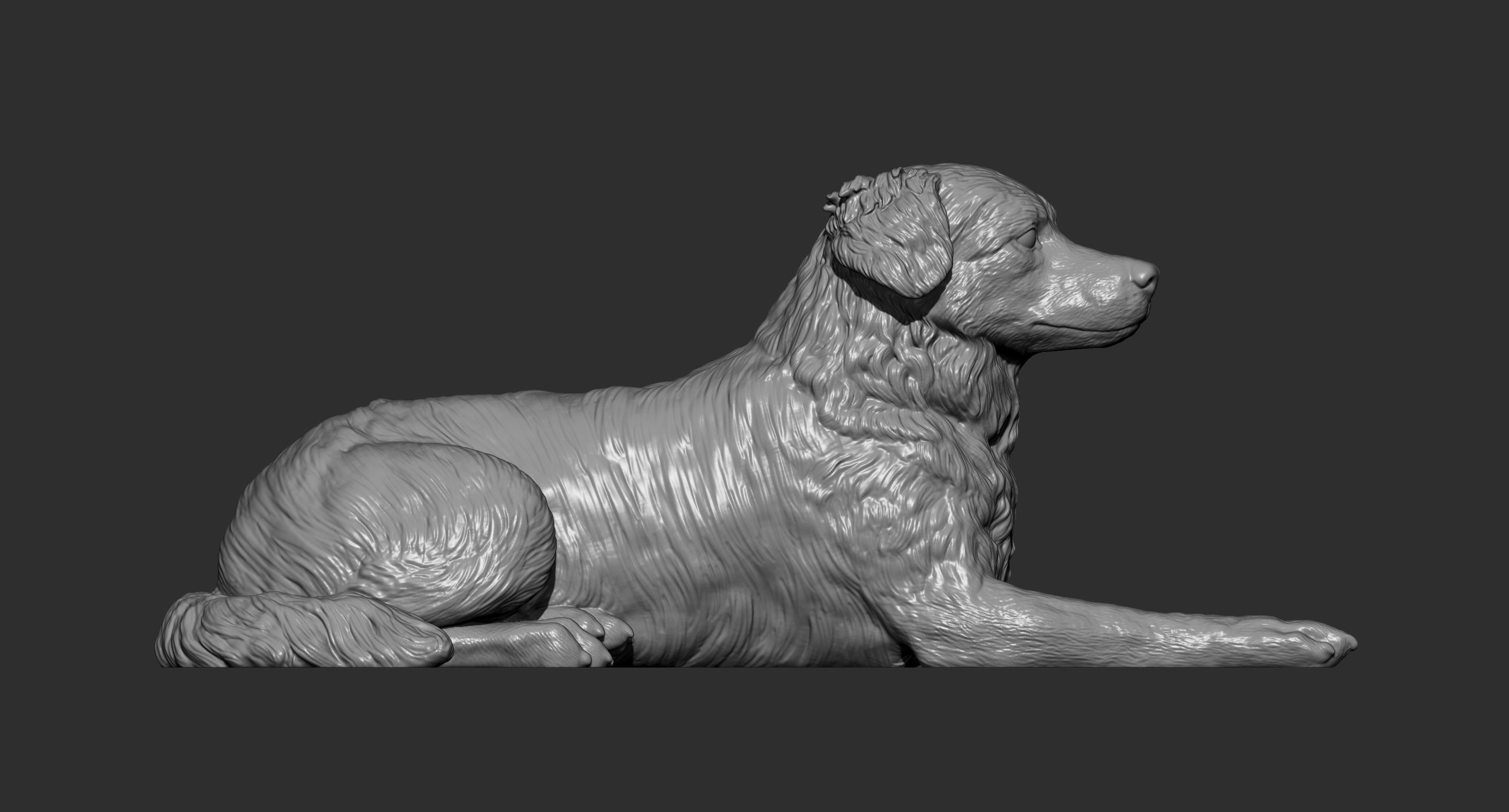 Australian shepherd 3D print model_14