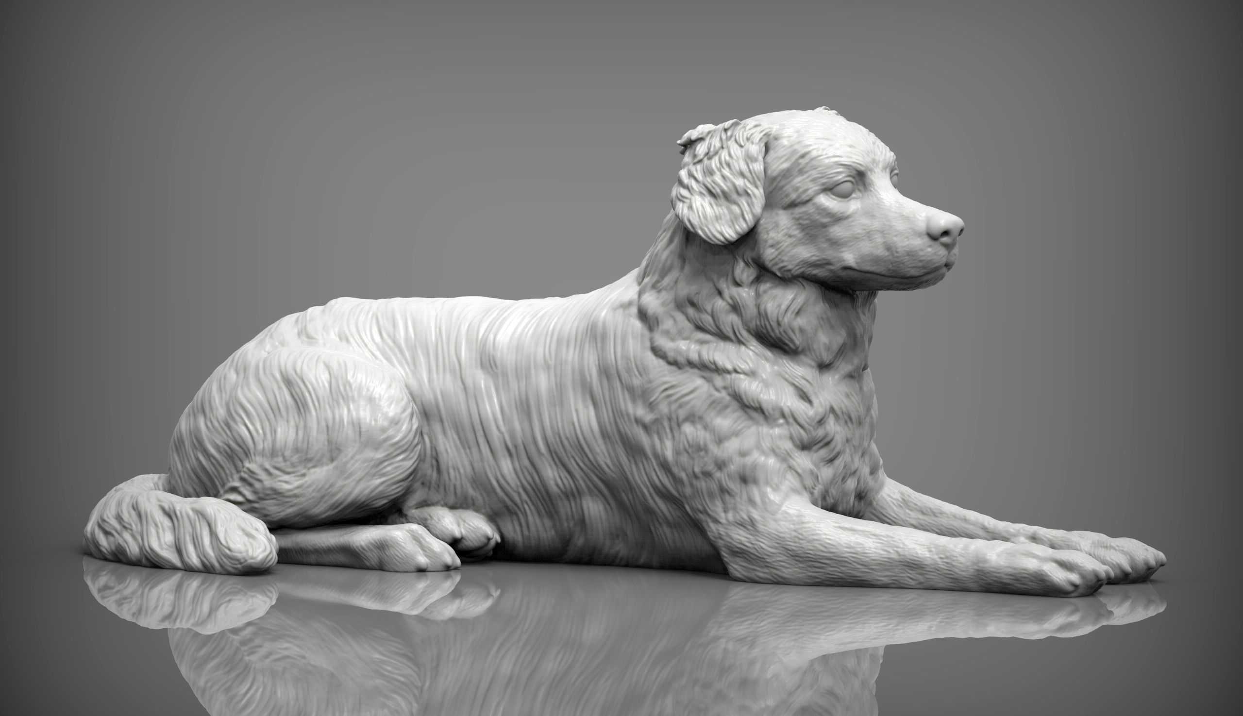 Australian shepherd 3D print model_6