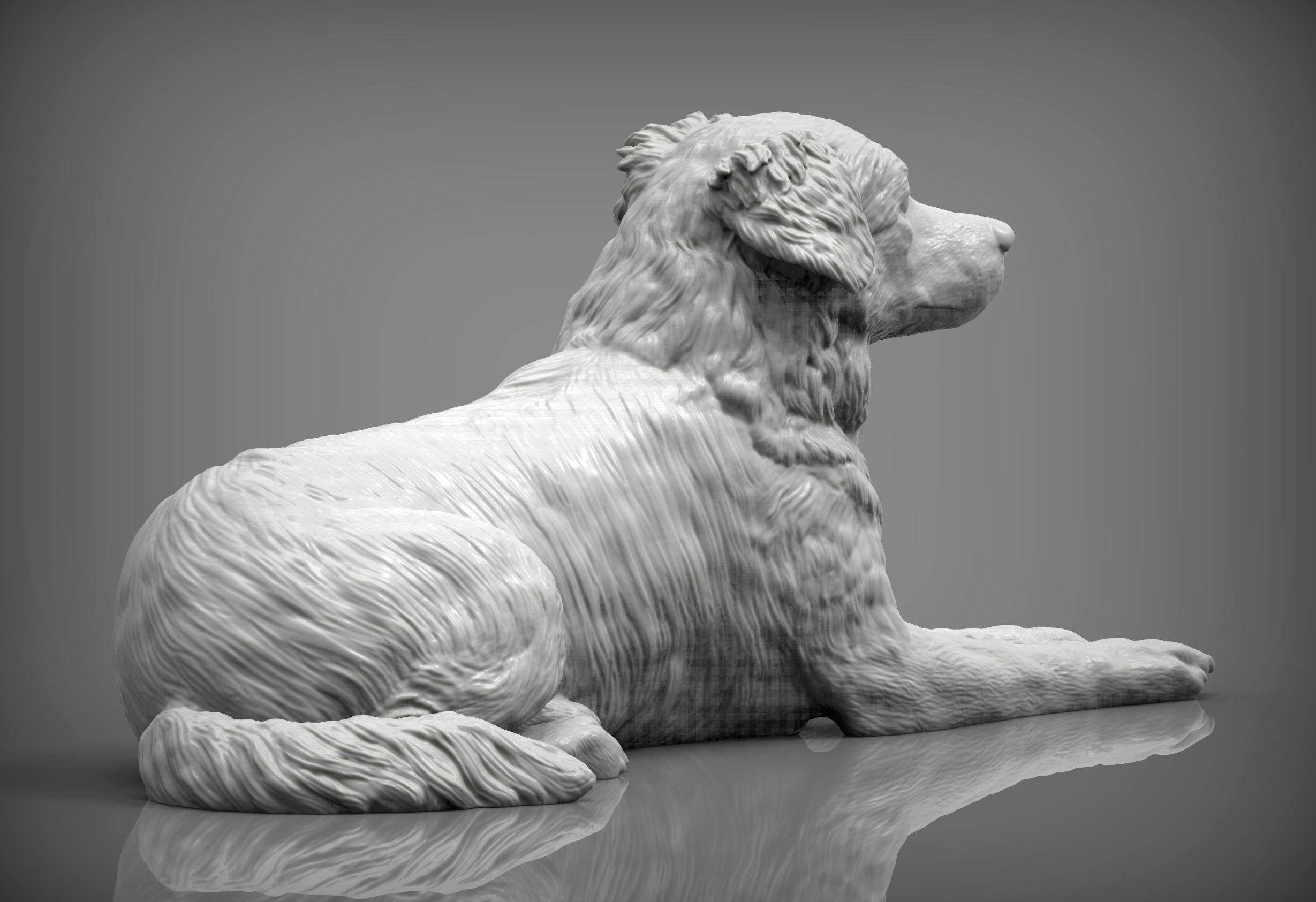 Australian shepherd 3D print model_5