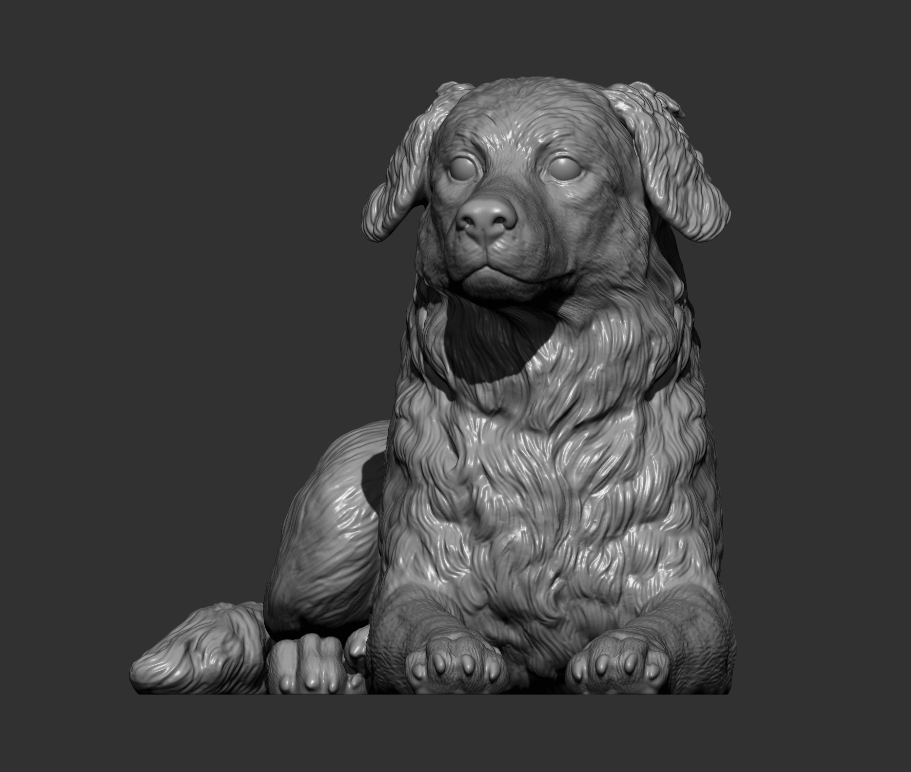 Australian shepherd 3D print model_13