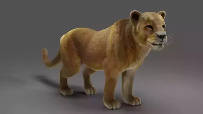 Fur Lioness v02 Rigged in Blender 