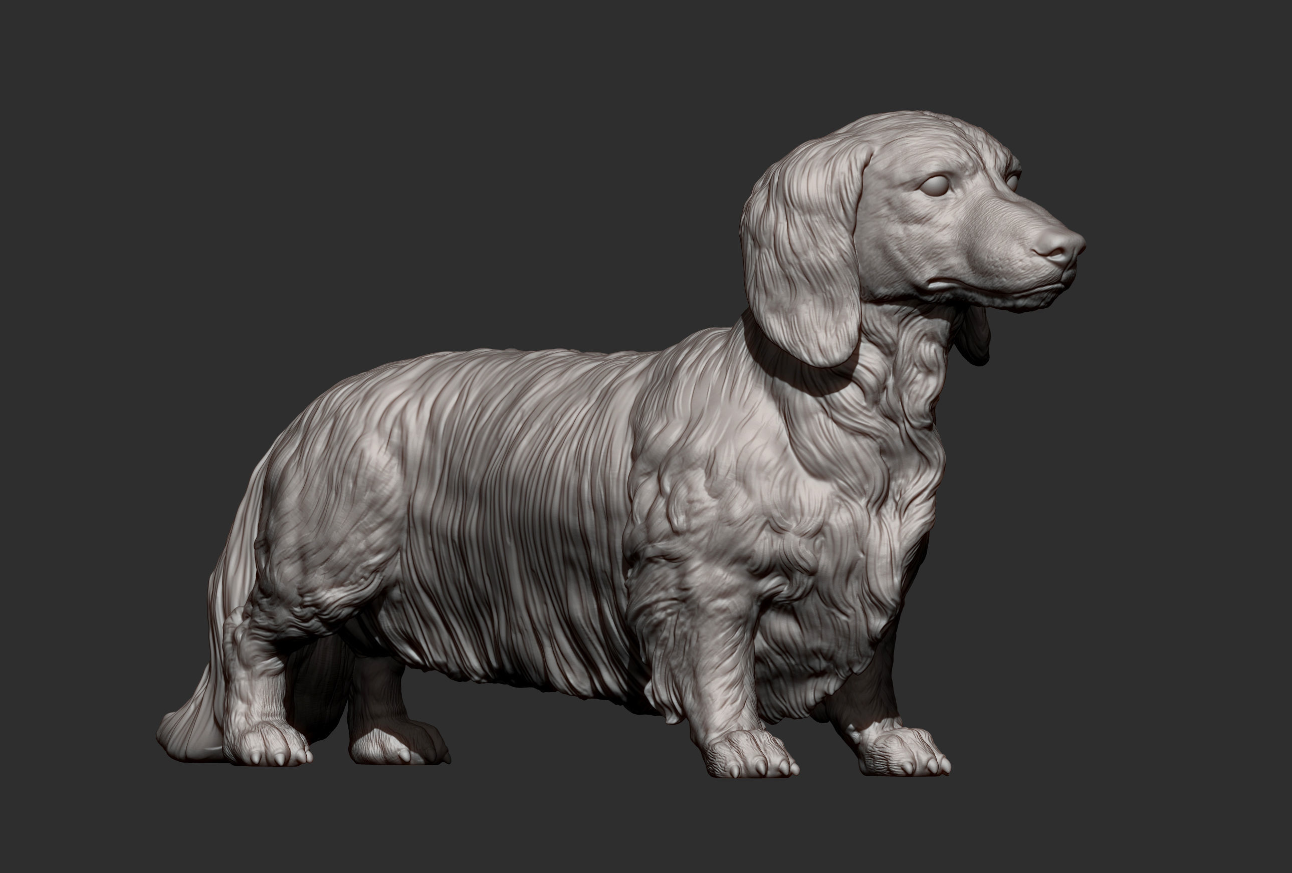 Dachshund longhair 3D print model_8