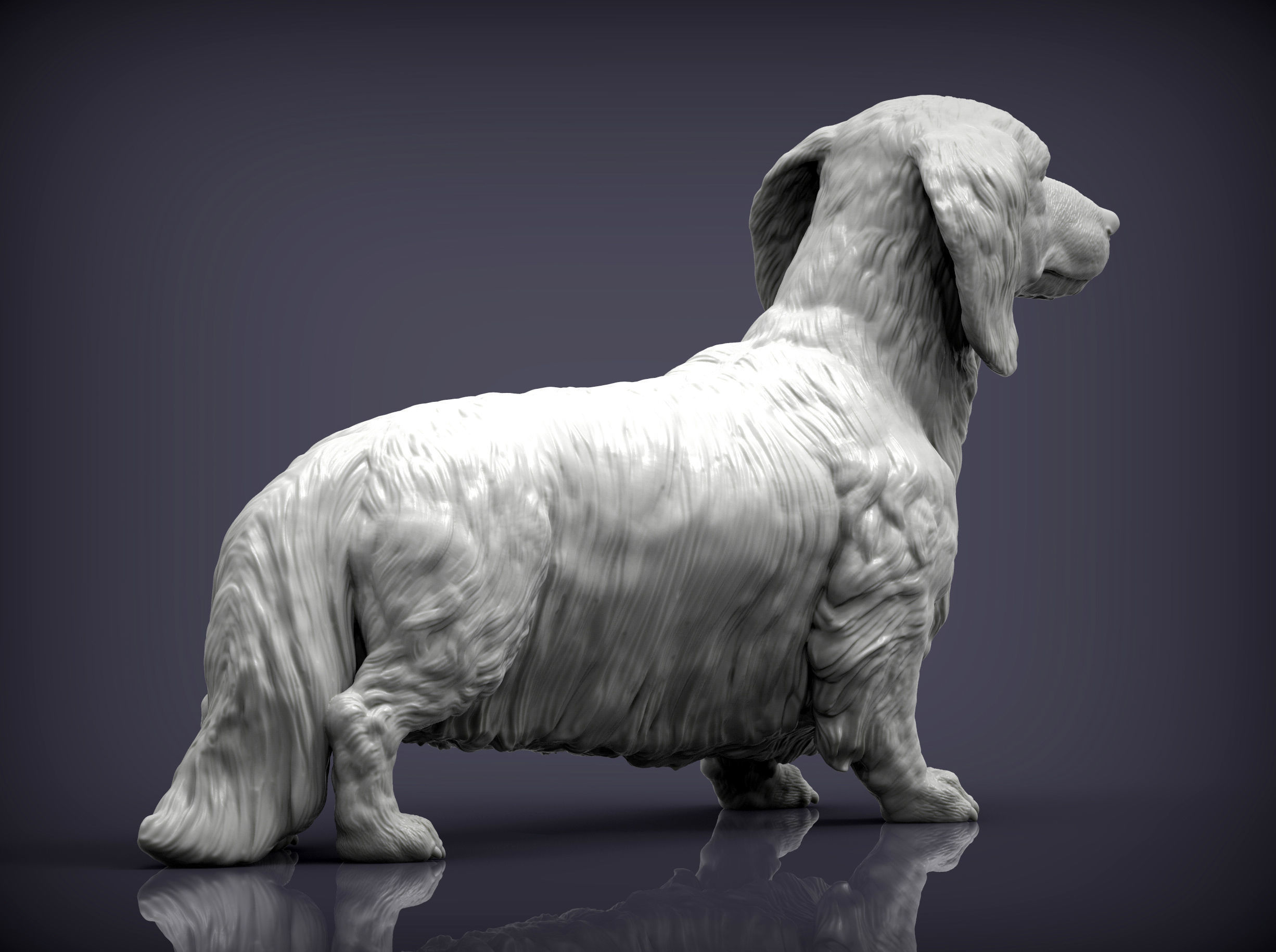 Dachshund longhair 3D print model_6
