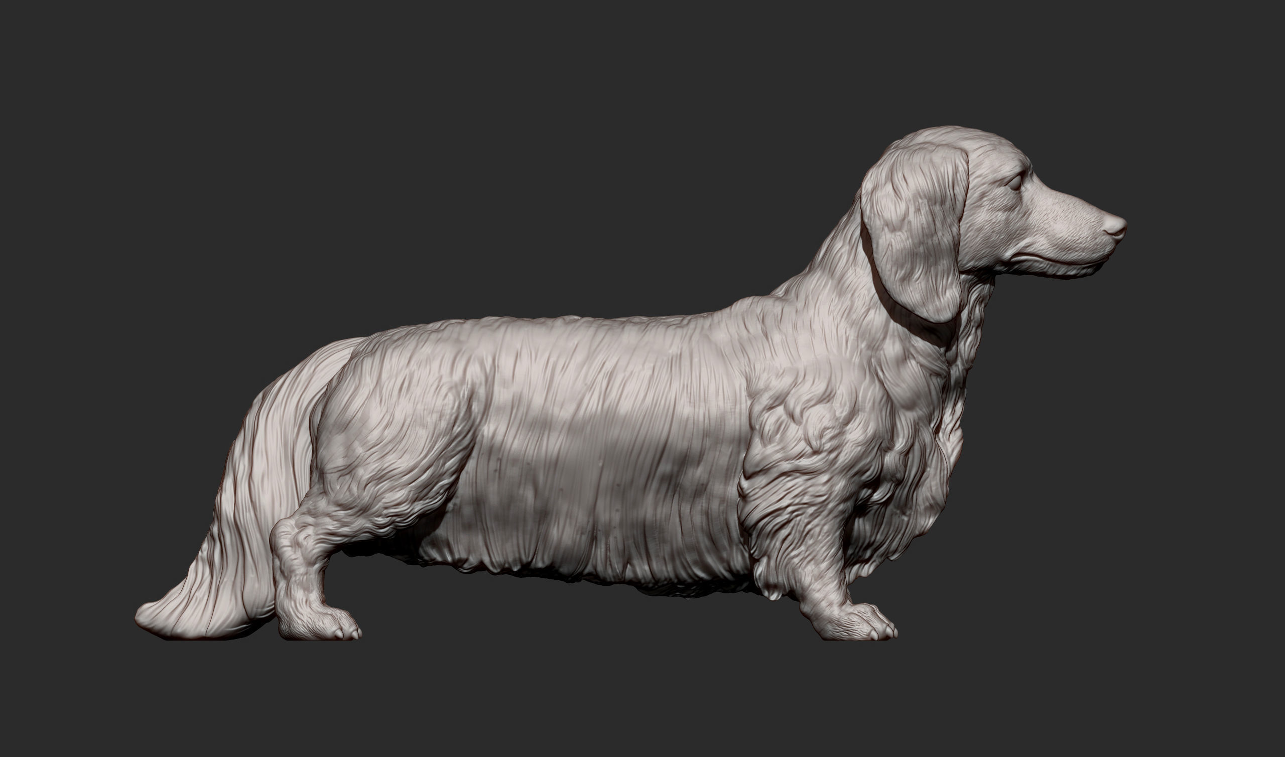 Dachshund longhair 3D print model_9