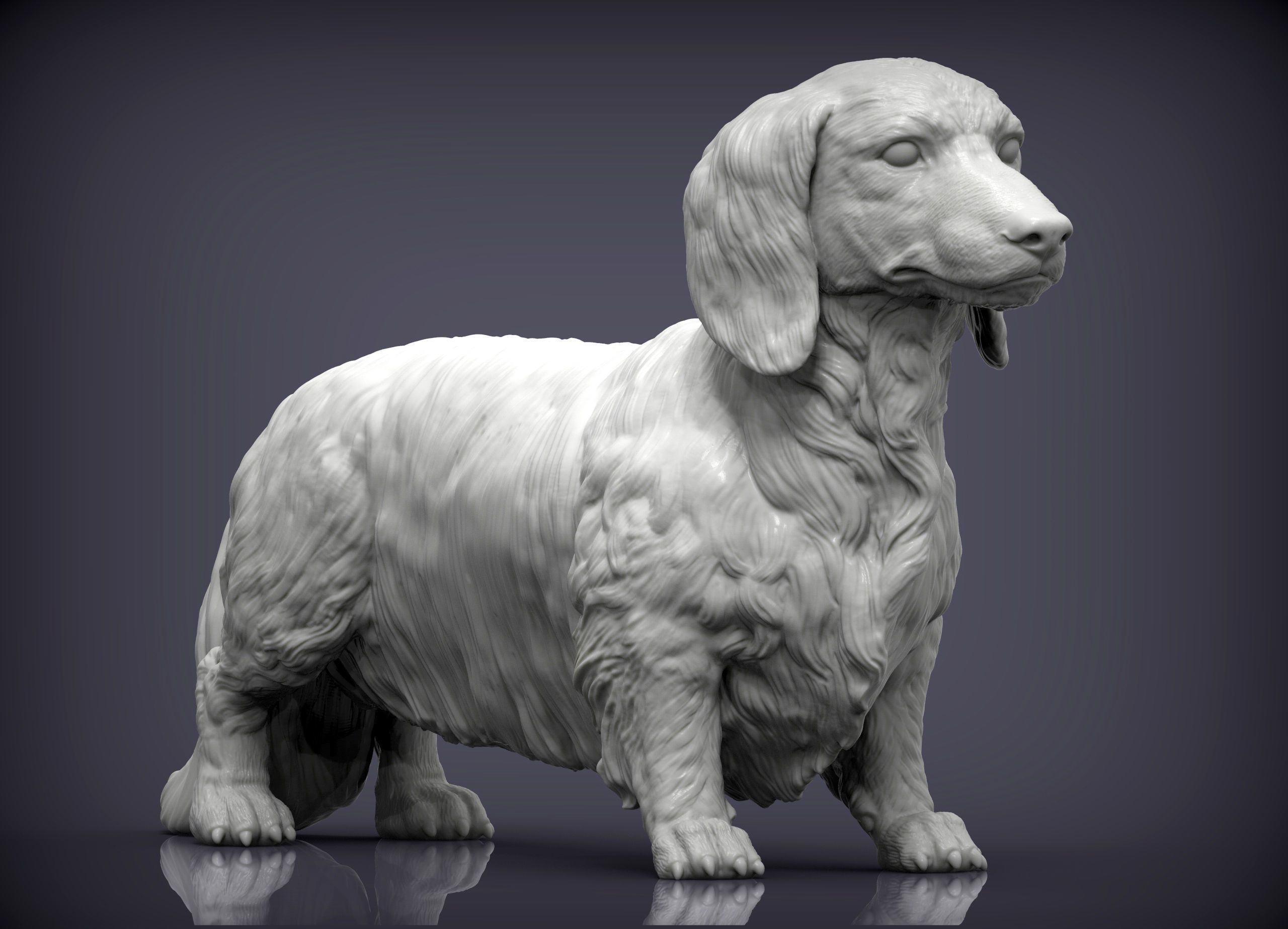 Dachshund longhair 3D print model_4
