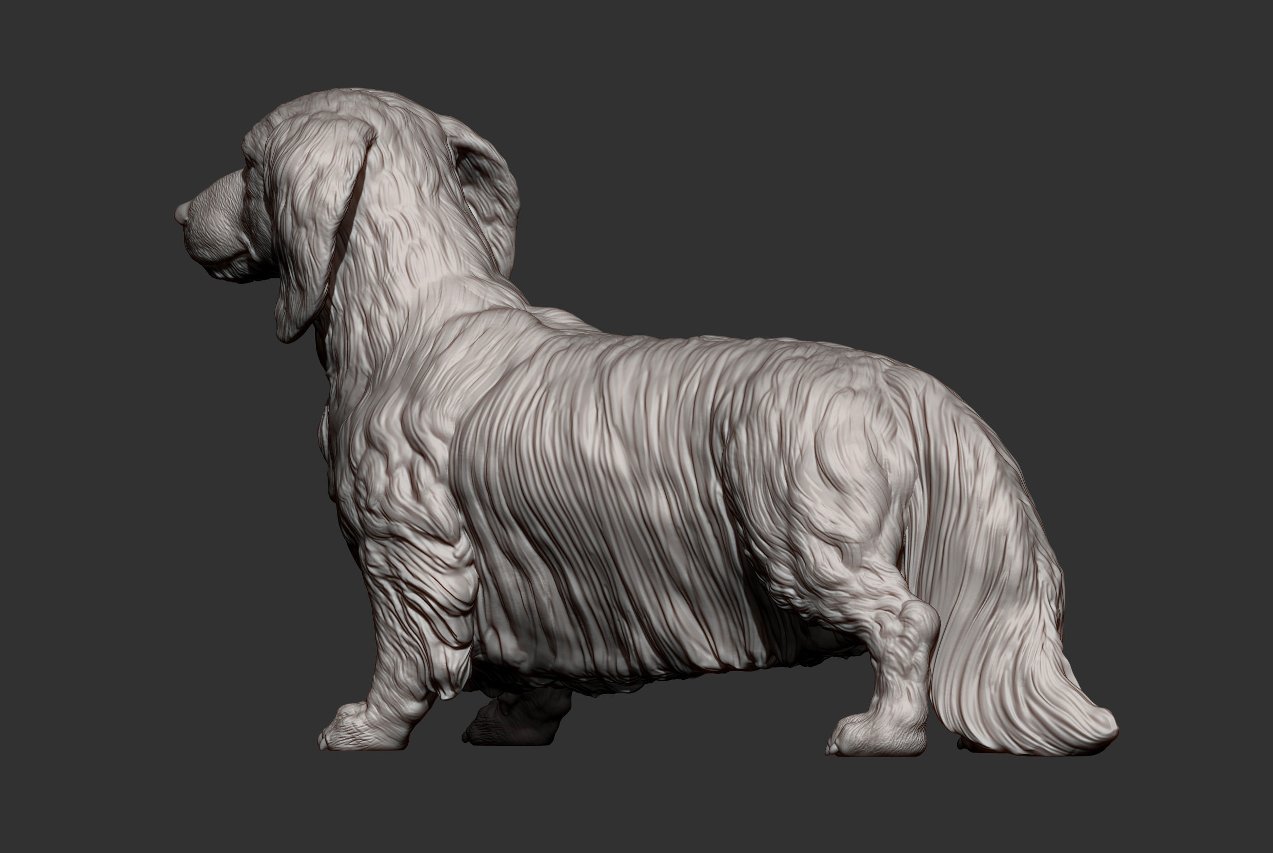Dachshund longhair 3D print model_10
